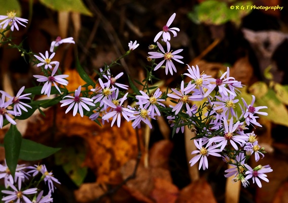 {Symphyotrichum undulatum}